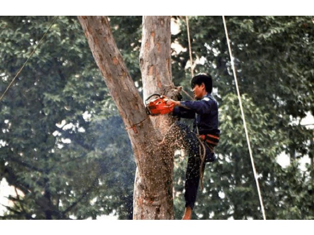 Giày leo cây chuyên dụng