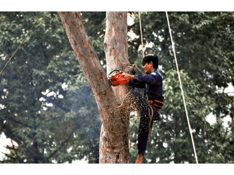 Giày leo cây chuyên dụng